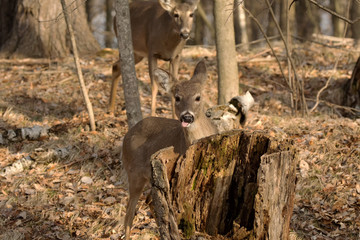White-tailed deer  in spring forest.  Spring time when they  losing their winter fur.