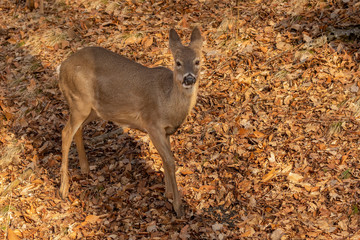 White-tailed deer  in spring forest.  Spring time when they  losing their winter fur.