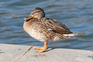 a female duck on а river embankment