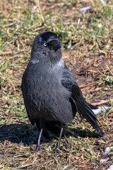 jackdaw on the ground