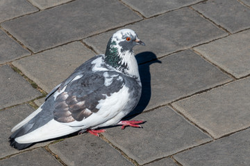 pigeon on the sidewalk