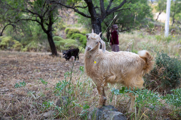 Beautiful cute baby goat kid