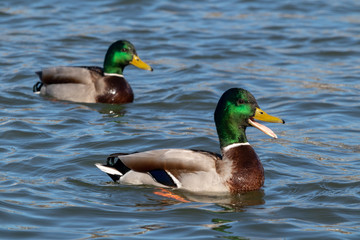 Naklejka na ściany i meble two ducks (drakes) on the water