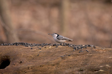 Bird. White-breasted nuthatch, American bird, looking for insects and seeds in spring forest