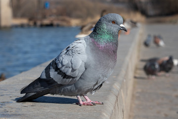 pigeon on a iver embankment