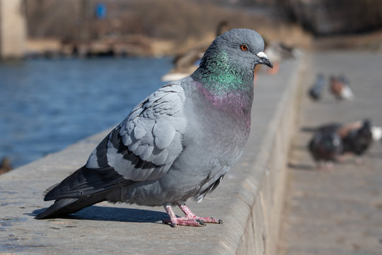 pigeon on a iver embankment