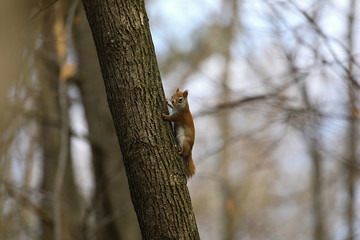 The American red squirrel is smaller size North American tree squirrels.