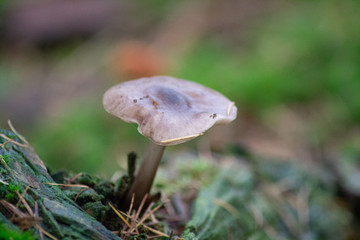 mushroom in the forest