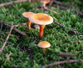 mushroom in the forest