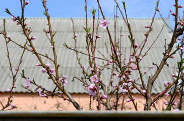 Starting of peach tree blooming on cottage roof background.