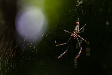 spider on the web