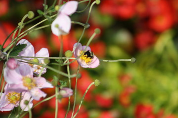 bee in garden II