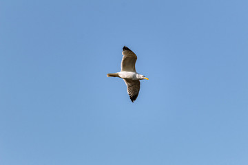Obraz premium seagull in flight
