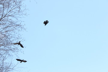 birds are flying