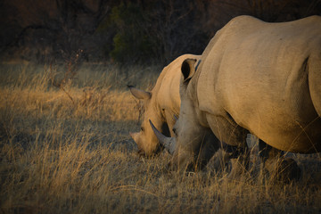Fototapeta premium Bush