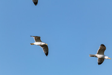 seagull in flight