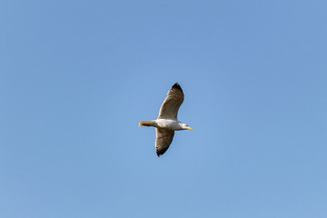 seagull in the sky