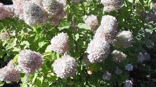 Hydrangea paniculata bush with hydrangea flowers that sway in the wind. Flower bush in the summer. Outdoor recreation. Garden flowers