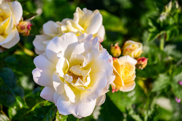 yellow flower in the garden