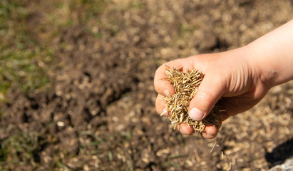 Grains of grass in a child's hand