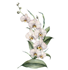 Fototapeta na wymiar Watercolor composition of orchids. Hand painted tropical card with flowers and leaves isolated on white background. Floral illustration for design, printing or background. Template for summer bouquet.