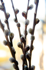 willow branches, spring, willow twig, pussy-willow twigs © Oleg