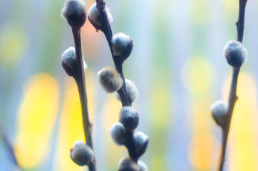 pussy-willow twigs on colorful background, willow branches, spring, willow twig © Oleg