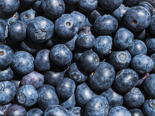 Ripe juicy blueberries under the rays of the bright sun. Fruits and berries, vegetarian and healthy eating. Super food. Ready to eat.