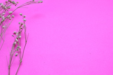 Fondo rosa con flores blancas