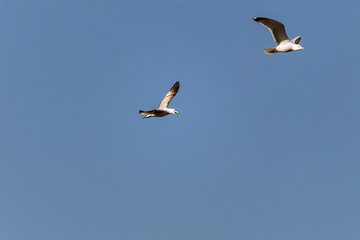 Obraz premium seagull in flight