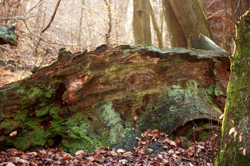 dead, petrified large oak covered with moss in the Sababurg primeval forest