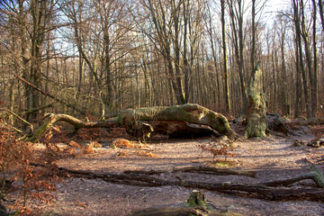 Fototapeta premium Sababurg primeval forest, dead oaks in the foreground