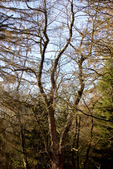 View of a multi-stemmed large oak in the Sababurg primeval forest