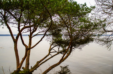 overhanging tree over the lake