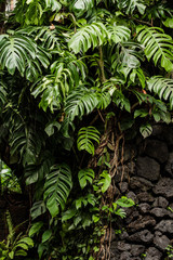 Monstera leaves on the stone wall. Wet monstera leaf after rain. Structure and texture stones and plants. Rock wall makes beautiful nature background. for design. - obrazy, fototapety, plakaty