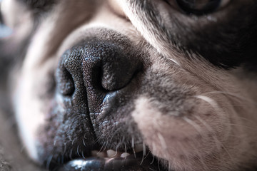 Macrophotography of a young cute face of a Boston Terrier dog. Rough nose. Close-up.