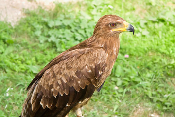 Predatory birds trained for hunting.