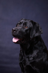 Portrait of a cute labrador in the studio.