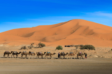 Fototapeta na wymiar Kamelkarawane in Erg Chebbi, Marokko