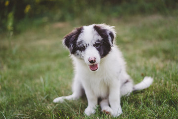 Puppy border collie in the garden