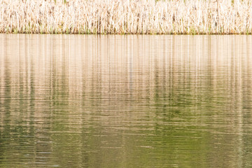 grass and water