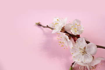 Spring cherry blossoms in full bloom weighty pink background