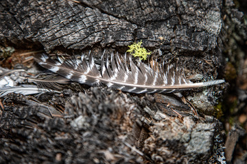 turkey feather