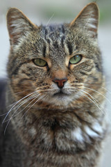 Obraz premium Portret puszysty dziki kot