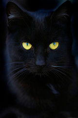 Portrait of fluffy wild cat