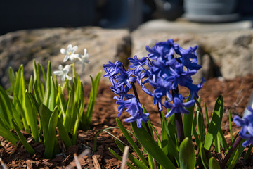 Schneeglöckchen Hyazinthen Frühlingsblumen im Blumenbeet im März und April