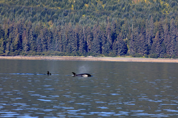 Strait Point, Alaska / USA - August 13, 2019: Orca at Strait Point, Strait Point, Alaska, USA