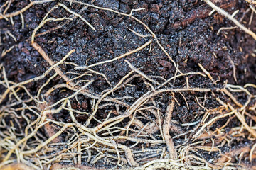 Soil and root structure, network of roots under soil, plant root. The root of the plant is in the soil