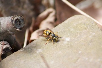 hey bee II