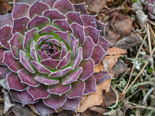 Juicy purple succulent in early spring in the forest